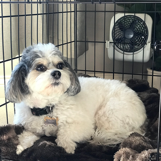 PET CRATE FAN